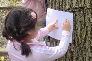 Tree Rubbings 2